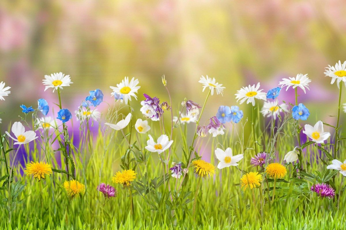 5 conseils naturels pour bien vivre le printemps